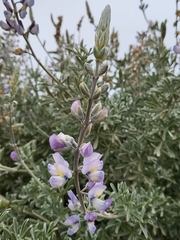 Lupinus chamissonis