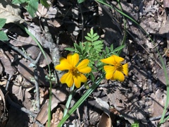 Tagetes tenuifolia
