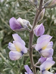 Lupinus chamissonis