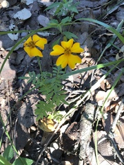 Tagetes tenuifolia