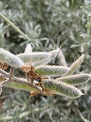 Lupinus chamissonis