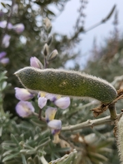 Lupinus chamissonis