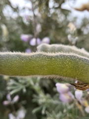 Lupinus chamissonis