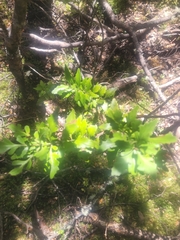 Phyllocladus alpinus