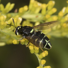 Stratiomys badia