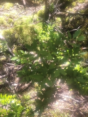 Phyllocladus alpinus