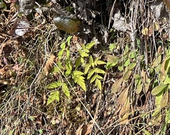 Angelica triquinata