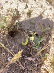 Caulanthus californicus