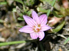 Lewisia pygmaea