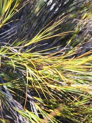 Dracophyllum longifolium