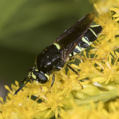 Stratiomys badia