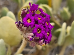 Abronia maritima