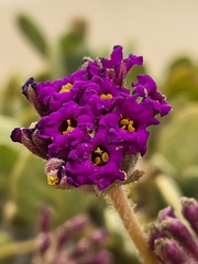 Abronia maritima