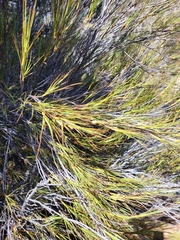 Dracophyllum longifolium