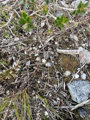 Actinotus minor