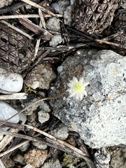 Actinotus minor