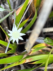 Actinotus minor