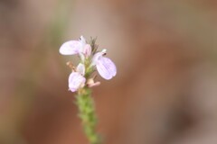 Rostellularia adscendens clementii