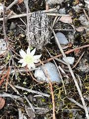 Actinotus minor