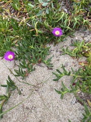 Carpobrotus rossii