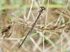 Austroagrion watsoni