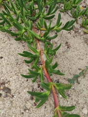 Carpobrotus rossii