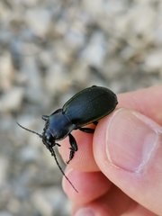 Carabus purpurascens