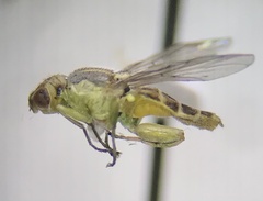 Meromyza