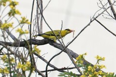 Oriolus chinensis diffusus