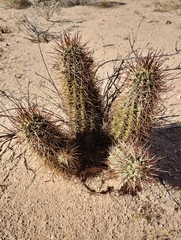 Echinocereus engelmannii fasciculatus