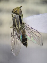 Meromyza