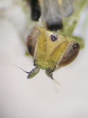 Meromyza