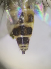 Meromyza