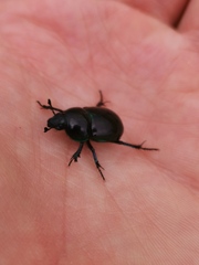 Trypocopris pyrenaeus