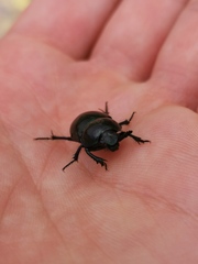 Trypocopris pyrenaeus