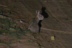 Sylvilagus brasiliensis