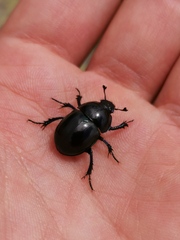 Trypocopris pyrenaeus