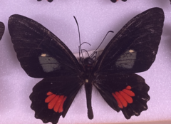 Parides panares