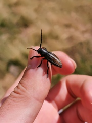 Dorcadion fuliginator