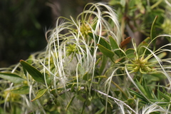 Clematis microphylla