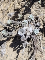 Leucogenes grandiceps