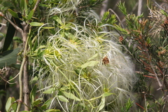 Clematis microphylla