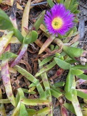 Carpobrotus rossii