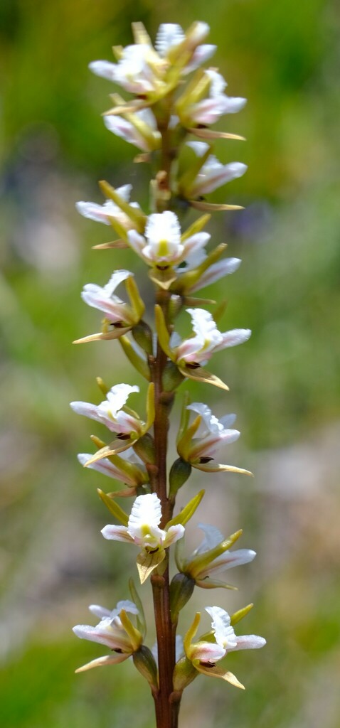 Prasophyllum odoratum