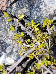 Coprosma cheesemanii