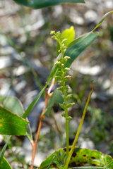 Microtis arenaria