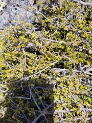 Coprosma cheesemanii