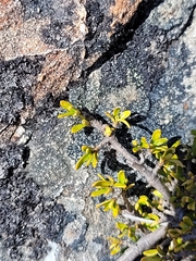 Coprosma cheesemanii