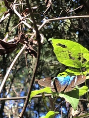 Astraptes fulgerator azul