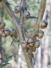 Leptospermum continentale